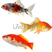 Assorted Comet Large 7-9cm