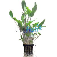 Assorted Cryptocoryne Large - Pot