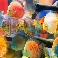 Assorted Discus (Imported) 9cm