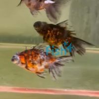 Assorted Dragon Eye 7cm