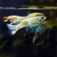 Assorted Female Endlers Guppy 3cm