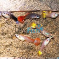 75x Assorted Female Guppy 3-4cm