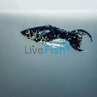 Assorted L.T Mini Molly 3.5cm