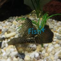 Assorted Longfin Bristlenose Catfish 7cm