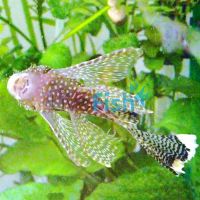 Assorted Longfin Bristlenose Catfish 3cm