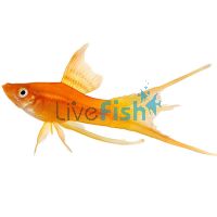 Assorted Lyretail Swordtail 5cm