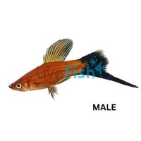 Assorted Lyretail Swordtail 5cm