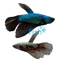 Assorted Male Betta Samurai 4cm