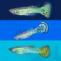 Assorted Male Cobra Guppy 3cm