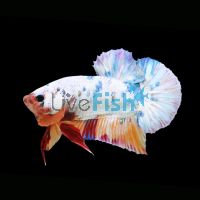 Assorted Male Fancy Half Moon Plakat Betta 5cm - Select