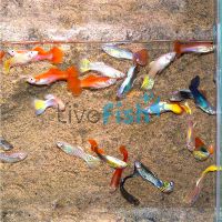 75x Assorted Male Guppy 3-4cm