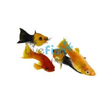 75x Assorted Freshwater Molly 3-4cm
