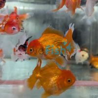Assorted Oranda 7cm