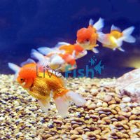 Assorted Oranda Select 15cm 