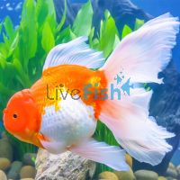 Assorted Oranda Select 7cm