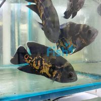 Assorted Oscar 9cm
