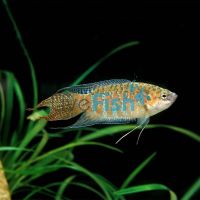 Assorted Paradise Fish 4cm