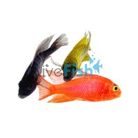 Assorted Peacock 5cm