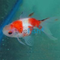 Assorted Pearl Scale Goldfish 9cm