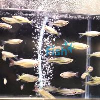 Assorted Rainbow 3cm