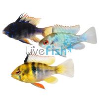 Assorted Ramirezi 3.5cm