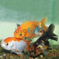 Assorted Ranchu 12cm
