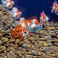 Assorted Ryukin 12cm