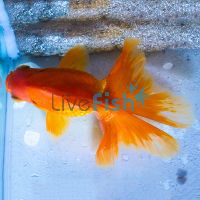 Assorted Ryukin Broadtail 12cm