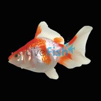 Assorted Ryukin Broadtail 9cm