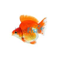 Assorted Ryukin Short Tail 5cm