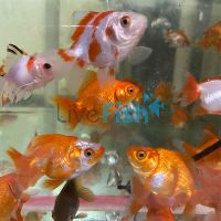 Assorted Ryukin Short Tail 9cm