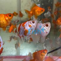 Assorted Ryukin Short Tail 12cm