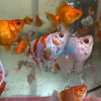 Assorted Ryukin Short Tail 14cm