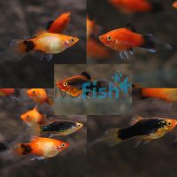 Assorted Speartail Platy 4cm