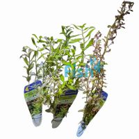 Assorted Submersed Plants - Bunch