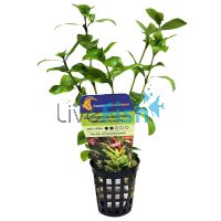 20x Assorted Submersed Grown Plants