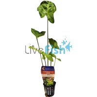 Assorted Sword Borneo - Pot