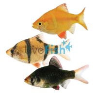 Assorted Tiger Barb 2cm