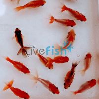 60x Assorted Fantails 3-4cm