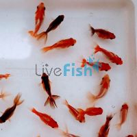 240x Assoted Fantails 4-6cm