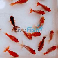 45x Assorted Fantails 4-6cm