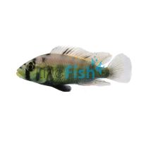 Astato Aeneocolor Yellow Belly Albert 5cm 