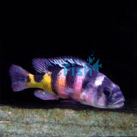 Astatotilapia Calliptera 5cm
