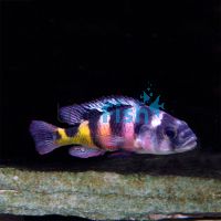 Astatotilapia Latifasicatus Crimson Tide 4cm