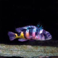 Astatotilapia Latifasciata - Large 10cm