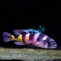 Astatotilapia Latifasicatus Crimson Tide 5cm
