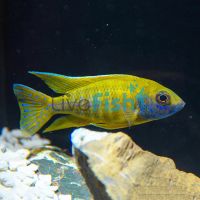 Yellow Benga Peacock 7cm