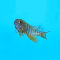Peacock Red Flash 4cm
