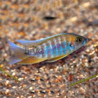 Peacock Mamelela - Undu Reef 5cm