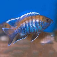 Blue Peacock 7cm